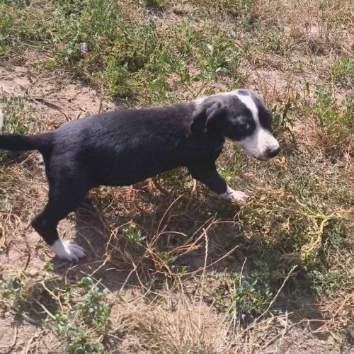#BE2513905 - Nerine, chien croisé à adopter – AnimalWeb Belgique #BE2513905 - Nerine, chien croisé à adopter – AnimalWeb Belgique