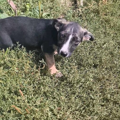 #BE2513906 - Cyrano, chien croisé à adopter – AnimalWeb Belgique #BE2513906 - Cyrano, chien croisé à adopter – AnimalWeb Belgique