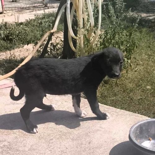 #BE2513907 - Hamlet, chien croisé à adopter – AnimalWeb Belgique #BE2513907 - Hamlet, chien croisé à adopter – AnimalWeb Belgique