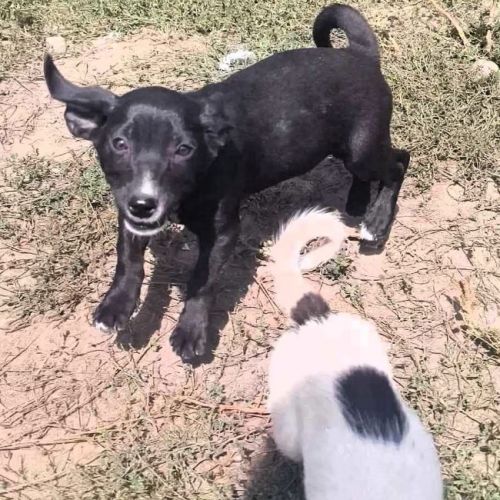 #BE2513908 - Scapin, chien croisé à adopter – AnimalWeb Belgique #BE2513908 - Scapin, chien croisé à adopter – AnimalWeb Belgique