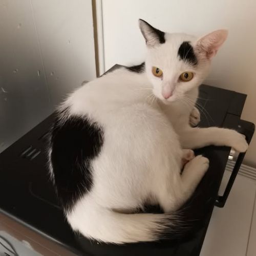 #BE2513911 - Swifer, chat à adopter à Leuze-en-Hainaut - AnimalWeb Bel #BE2513911 - Swifer, chat à adopter à Leuze-en-Hainaut - AnimalWeb Bel