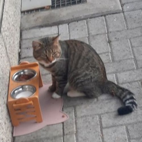 #BE2513916 - Chat trouvé à Ruisbroek - AnimalWeb Belgique #BE2513916 - Chat trouvé à Ruisbroek - AnimalWeb Belgique