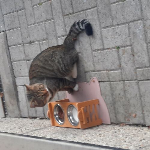 Chat tigré trouvé Chat tigré trouvé