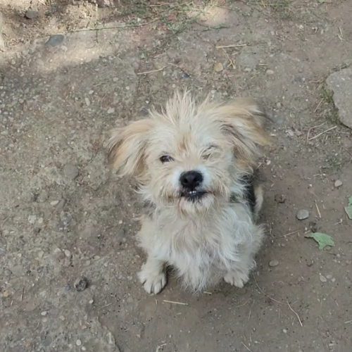 #BE2513917 - Poupette, chien croisé à adopter – AnimalWeb Belgique #BE2513917 - Poupette, chien croisé à adopter – AnimalWeb Belgique