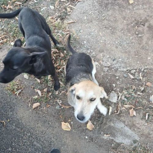 #BE2513918 - Birdy, chien croisé à adopter – AnimalWeb Belgique #BE2513918 - Birdy, chien croisé à adopter – AnimalWeb Belgique