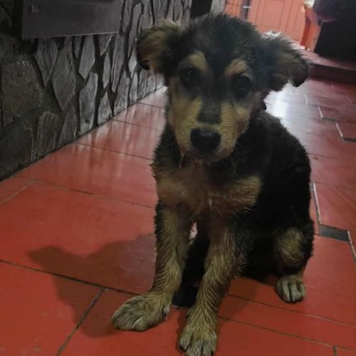 #BE2513919 - Teddy, chien croisé à adopter – AnimalWeb Belgique #BE2513919 - Teddy, chien croisé à adopter – AnimalWeb Belgique