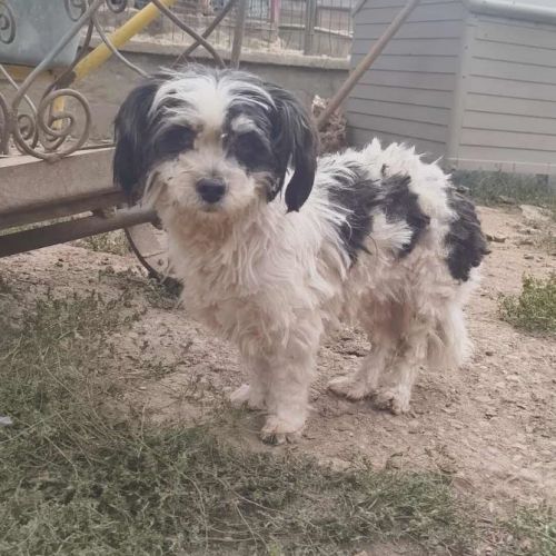 #BE2513920 - Layla, chien croisé à adopter – AnimalWeb Belgique #BE2513920 - Layla, chien croisé à adopter – AnimalWeb Belgique