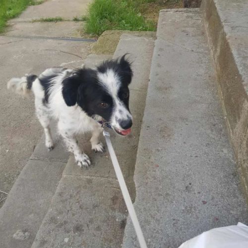 #BE2513921 - Luzuca, chien croisé à adopter – AnimalWeb Belgique #BE2513921 - Luzuca, chien croisé à adopter – AnimalWeb Belgique