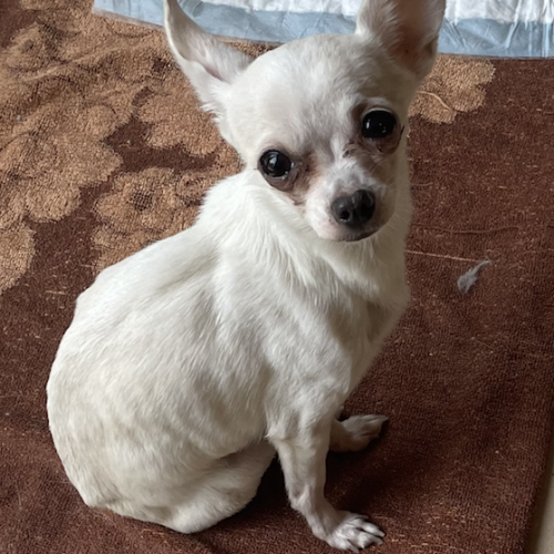 #BE2513922 - Pepita, chien perdu à Perrones - AnimalWeb Belgique #BE2513922 - Pepita, chien perdu à Perrones - AnimalWeb Belgique