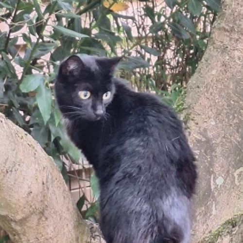 #BE2513923 - Féli, chat perdu à Woluwe-Saint-Pierre - AnimalWeb Belgiq #BE2513923 - Féli, chat perdu à Woluwe-Saint-Pierre - AnimalWeb Belgiq