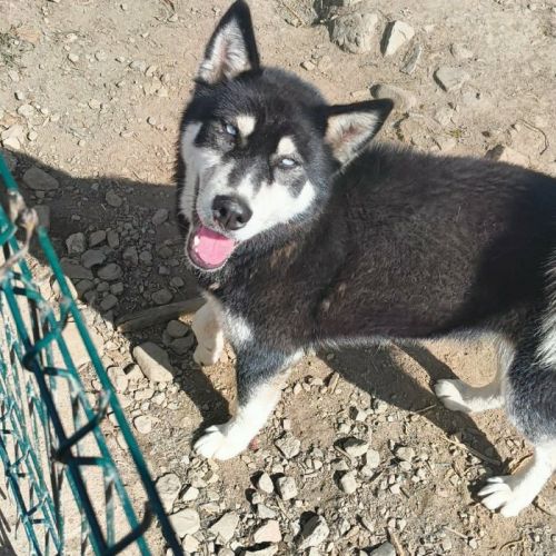 #BE2513924 - Leika, chien croisé à adopter – AnimalWeb Belgique #BE2513924 - Leika, chien croisé à adopter – AnimalWeb Belgique