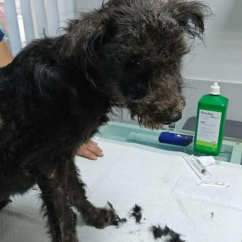 #BE2513925 - Arya, chien croisé à adopter – AnimalWeb Belgique #BE2513925 - Arya, chien croisé à adopter – AnimalWeb Belgique