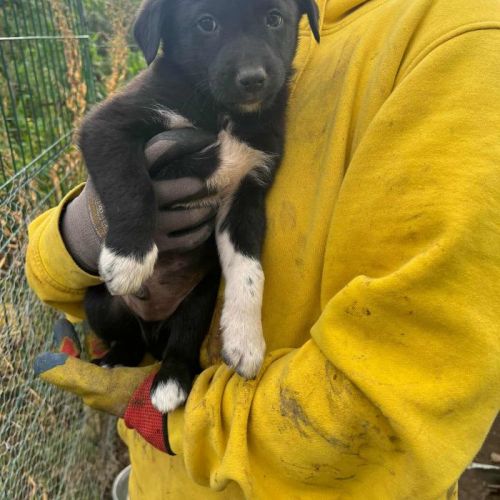 #BE2513926 - Chaussette, chien croisé à adopter – AnimalWeb Belgique #BE2513926 - Chaussette, chien croisé à adopter – AnimalWeb Belgique