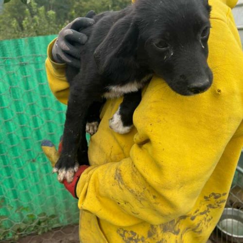 #BE2513928 - Mikado, chien croisé à adopter – AnimalWeb Belgique #BE2513928 - Mikado, chien croisé à adopter – AnimalWeb Belgique