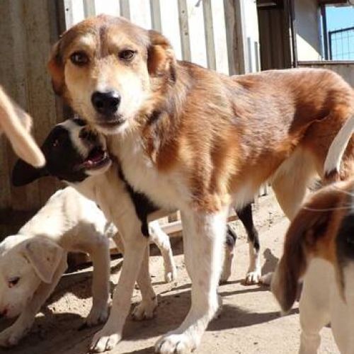 #BE2513932 - Clapa, chien croisé à adopter – AnimalWeb Belgique #BE2513932 - Clapa, chien croisé à adopter – AnimalWeb Belgique