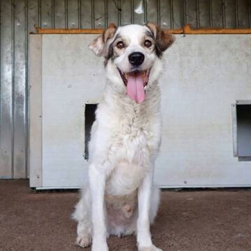 #BE2513933 - Murano, chien croisé à adopter – AnimalWeb Belgique #BE2513933 - Murano, chien croisé à adopter – AnimalWeb Belgique