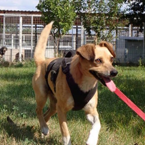 #BE2513934 - Ducro, chien croisé à adopter – AnimalWeb Belgique #BE2513934 - Ducro, chien croisé à adopter – AnimalWeb Belgique