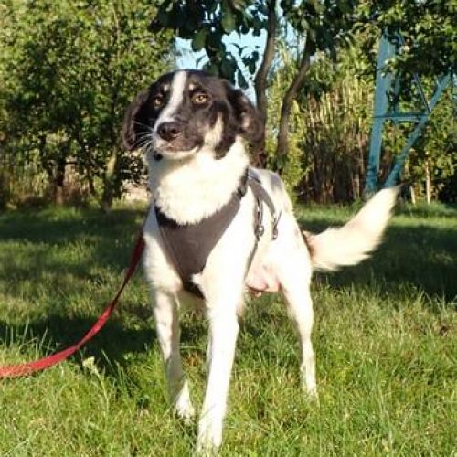 #BE2513936 - Keiko, chien croisé à adopter – AnimalWeb Belgique #BE2513936 - Keiko, chien croisé à adopter – AnimalWeb Belgique