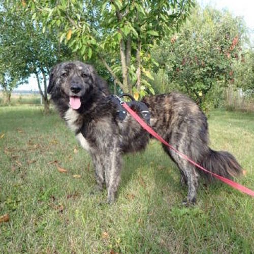 #BE2513937 - Linka, chien croisé à adopter – AnimalWeb Belgique #BE2513937 - Linka, chien croisé à adopter – AnimalWeb Belgique