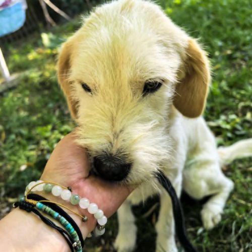 #BE2513938 - Lola, chien croisé à adopter – AnimalWeb #BE2513938 - Lola, chien croisé à adopter – AnimalWeb