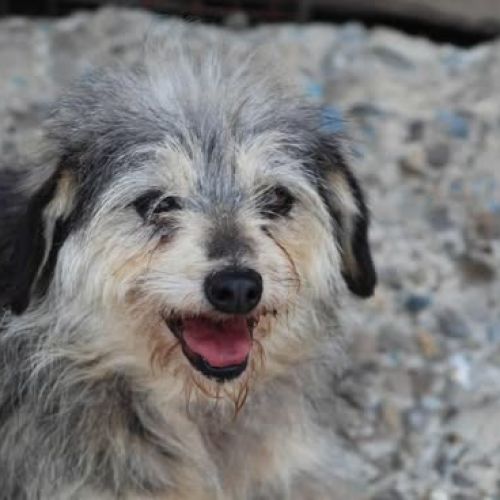 #BE2513938 - Minnie, chien croisé à adopter – AnimalWeb #BE2513938 - Minnie, chien croisé à adopter – AnimalWeb