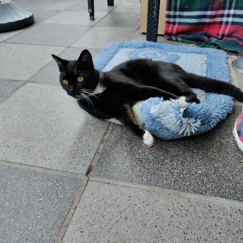 #BE2513941 - Pilou, chat perdu à Plancenoit - AnimalWeb Belgique #BE2513941 - Pilou, chat perdu à Plancenoit - AnimalWeb Belgique