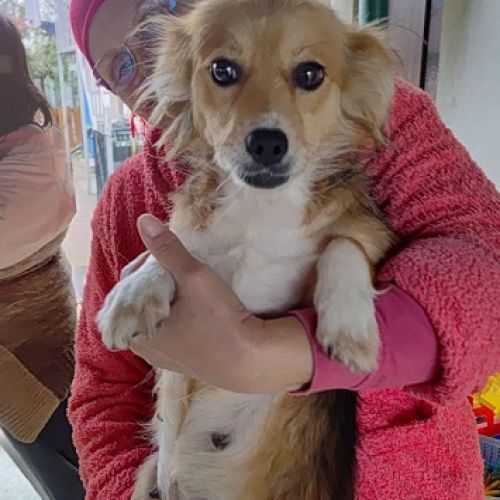 #BE2513942 - Graziela, chien croisé à adopter – AnimalWeb Belgique #BE2513942 - Graziela, chien croisé à adopter – AnimalWeb Belgique