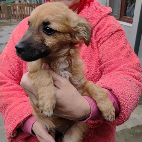 #BE2513943 - Giovana, chien croisé à adopter – AnimalWeb Belgique #BE2513943 - Giovana, chien croisé à adopter – AnimalWeb Belgique