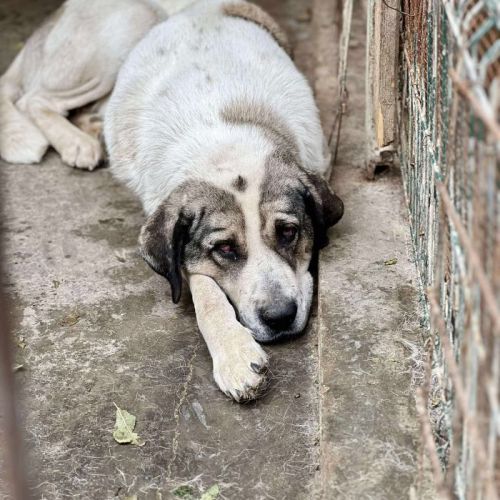 #BE2513944 - Athéna, chien croisé à adopter – AnimalWeb Belgique #BE2513944 - Athéna, chien croisé à adopter – AnimalWeb Belgique