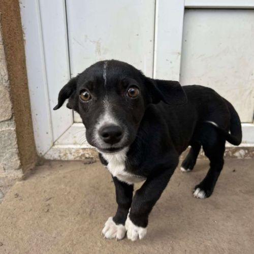 #BE2513946 - Frodo, chien croisé à adopter – AnimalWeb Belgique #BE2513946 - Frodo, chien croisé à adopter – AnimalWeb Belgique