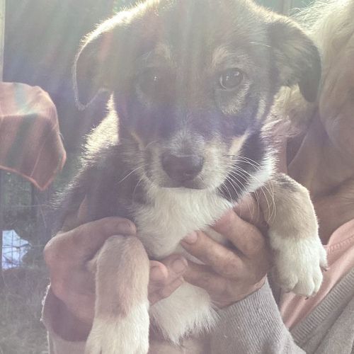 #BE2513947 - Bloom, chien croisé à adopter – AnimalWeb #BE2513947 - Bloom, chien croisé à adopter – AnimalWeb