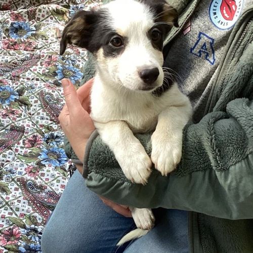 #BE2513948 - Chien à Adopter #BE2513948 - Chien à Adopter