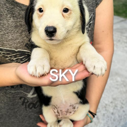 #BE2513949 - Sky, chien croisé à adopter – AnimalWeb #BE2513949 - Sky, chien croisé à adopter – AnimalWeb