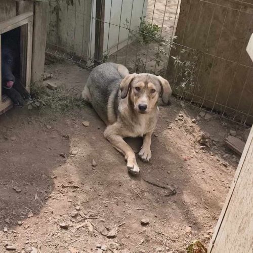#BE2513950 - Pancho, chien croisé à adopter – AnimalWeb Belgique #BE2513950 - Pancho, chien croisé à adopter – AnimalWeb Belgique