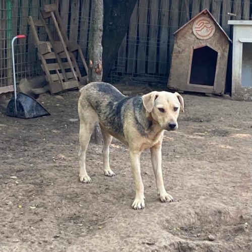 #BE2513951 - Rancho, chien croisé à adopter – AnimalWeb Belgique #BE2513951 - Rancho, chien croisé à adopter – AnimalWeb Belgique