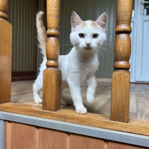 #BE2513952 - Syra, chat de gouttière à adopter – AnimalWeb Belgique #BE2513952 - Syra, chat de gouttière à adopter – AnimalWeb Belgique