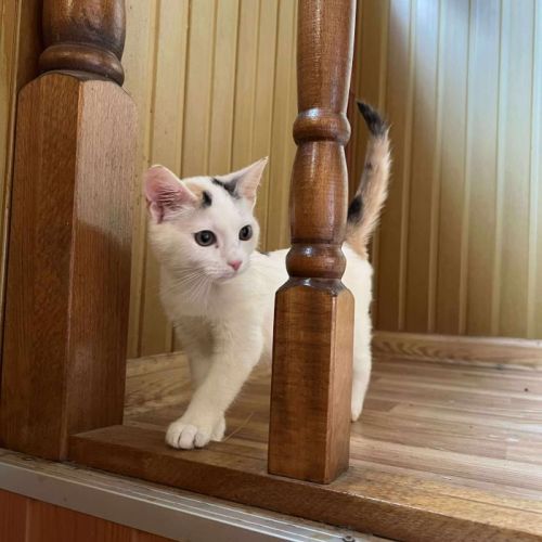 #BE2513953 - Duka, chat de gouttière à adopter – AnimalWeb Belgique #BE2513953 - Duka, chat de gouttière à adopter – AnimalWeb Belgique