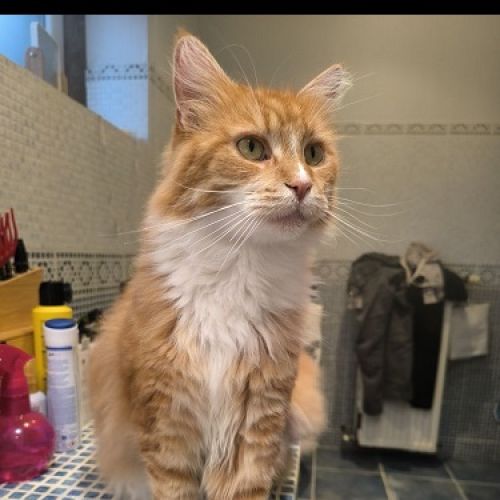 #BE2513954 - Touff, chat perdu à Wasseiges - AnimalWeb Belgique #BE2513954 - Touff, chat perdu à Wasseiges - AnimalWeb Belgique