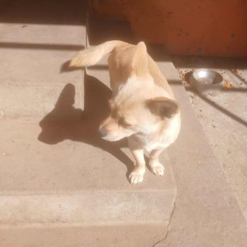 #BE2513955 - Peaches, chien croisé à adopter – AnimalWeb Belgique #BE2513955 - Peaches, chien croisé à adopter – AnimalWeb Belgique