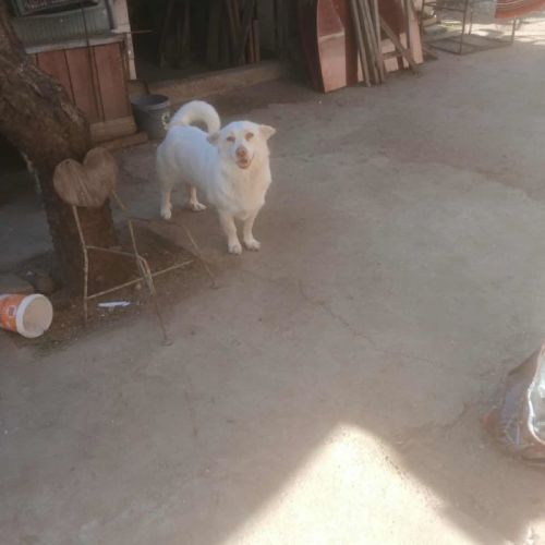 #BE2513956 - Plums, chien croisé à adopter – AnimalWeb Belgique #BE2513956 - Plums, chien croisé à adopter – AnimalWeb Belgique