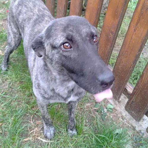 #BE2513957 - Cassidy, chien croisé à adopter – AnimalWeb Belgique #BE2513957 - Cassidy, chien croisé à adopter – AnimalWeb Belgique