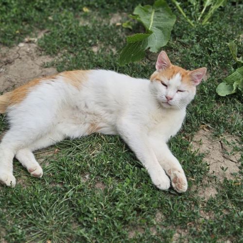 #BE2513958 - Dennis, chat de gouttière à adopter – AnimalWeb Belgique