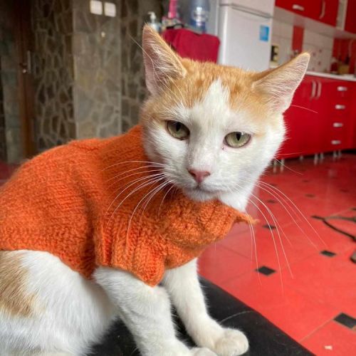 #BE2513958 - Dennis, chat de gouttière à adopter – AnimalWeb Belgique #BE2513958 - Dennis, chat de gouttière à adopter – AnimalWeb Belgique
