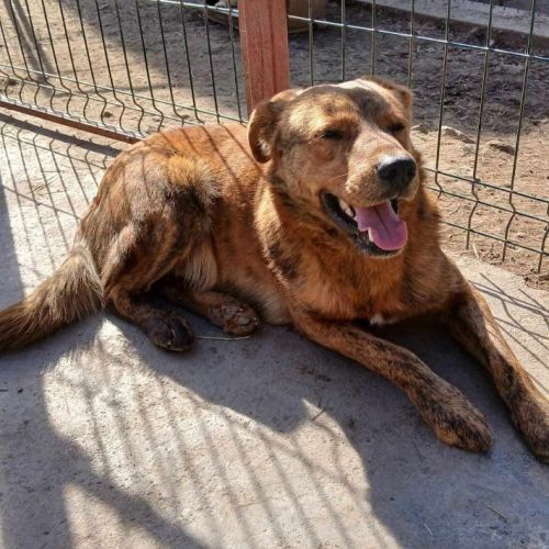 #BE2513959 - Emin, chien croisé à adopter – AnimalWeb Belgique #BE2513959 - Emin, chien croisé à adopter – AnimalWeb Belgique