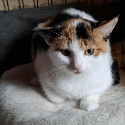 #BE2513960 - Kalou, chat à adopter à Maurage - AnimalWeb Belgique #BE2513960 - Kalou, chat à adopter à Maurage - AnimalWeb Belgique