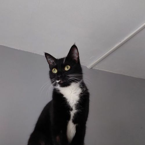 #BE2513962 - Morty, chat perdu à Hornu - AnimalWeb Belgique #BE2513962 - Morty, chat perdu à Hornu - AnimalWeb Belgique