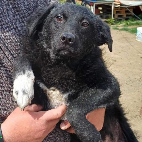 #BE2513968 - Zombie, chien croisé à adopter – AnimalWeb Belgique #BE2513968 - Zombie, chien croisé à adopter – AnimalWeb Belgique