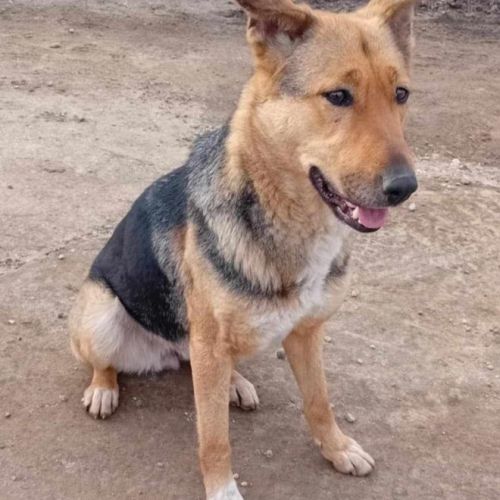 #BE2513969 - Zelda, chien croisé à adopter – AnimalWeb Belgique #BE2513969 - Zelda, chien croisé à adopter – AnimalWeb Belgique