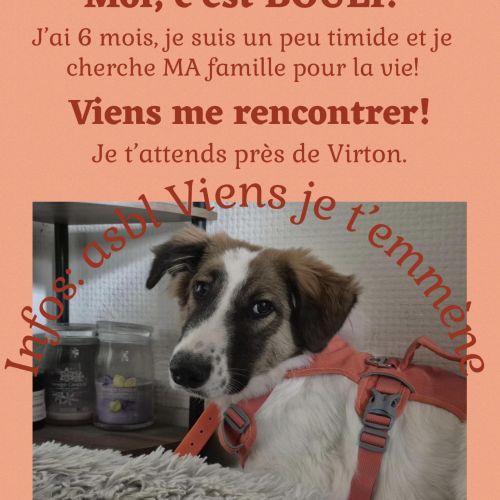 #BE2513970 - Bouli, chien croisé à adopter – AnimalWeb #BE2513970 - Bouli, chien croisé à adopter – AnimalWeb
