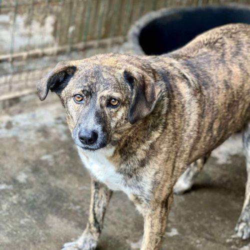 #BE2513972 - Wilson, chien croisé à adopter – AnimalWeb Belgique #BE2513972 - Wilson, chien croisé à adopter – AnimalWeb Belgique